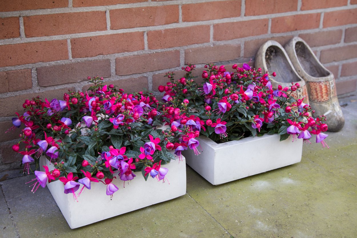 Фуксия Bella Susanna