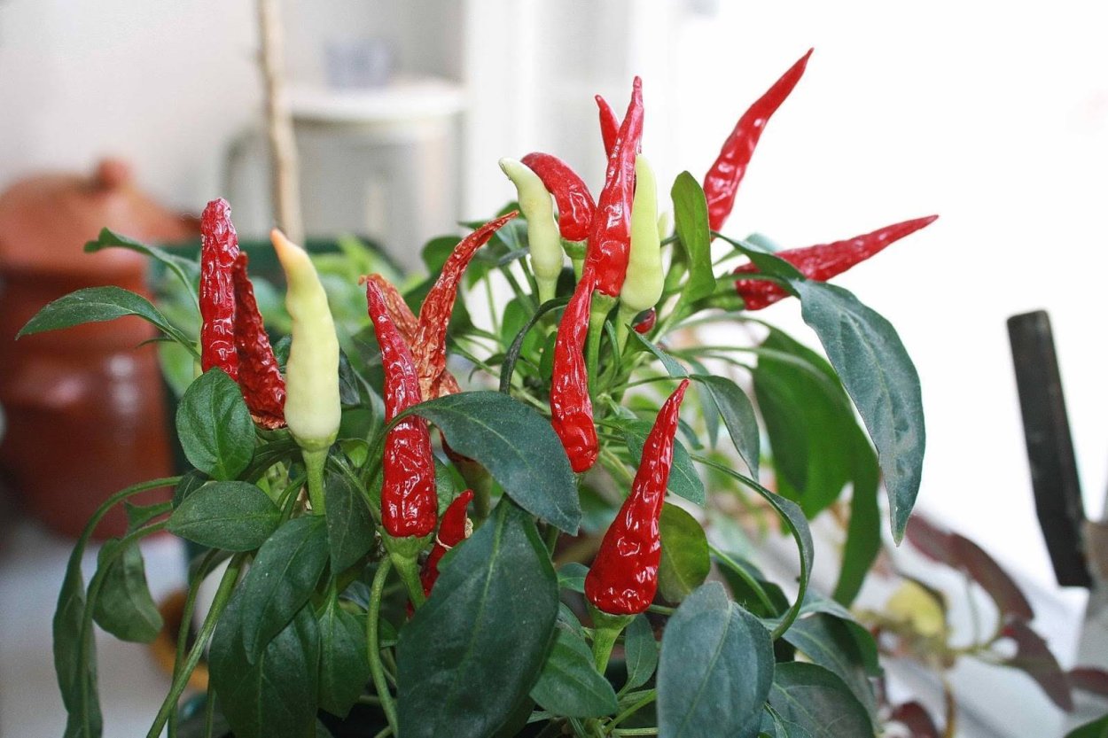 Горький перец огонек