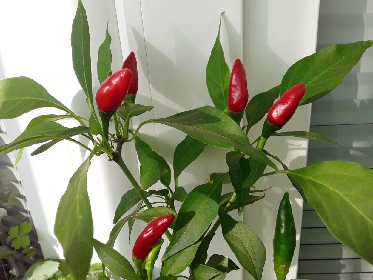 Комнатный перец огонек