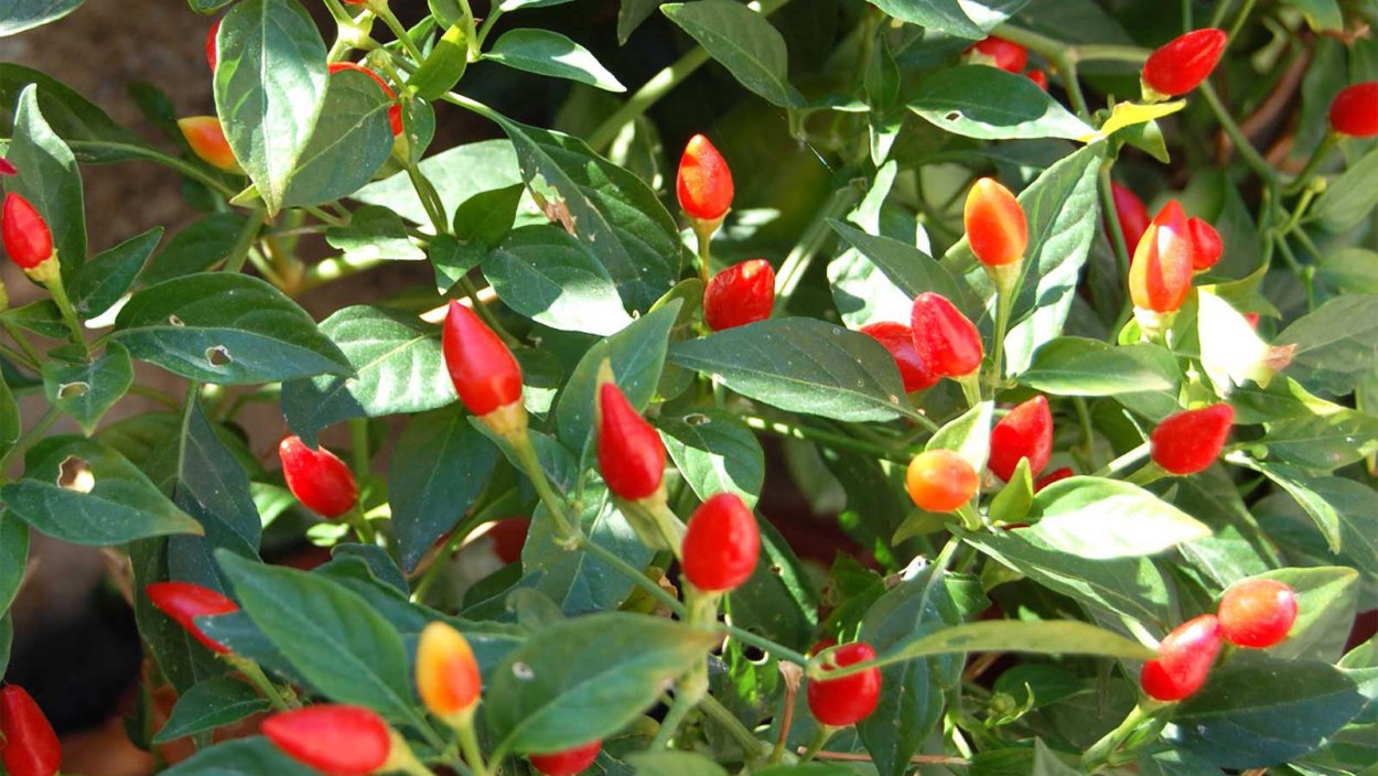 Перец огонек розочкой