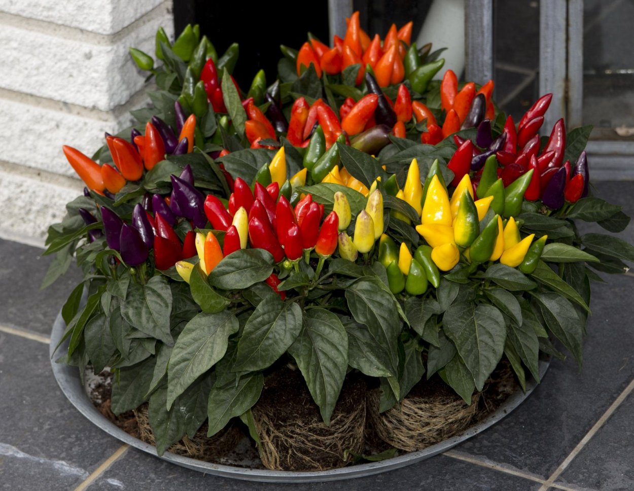 Перец кустарниковый огонек