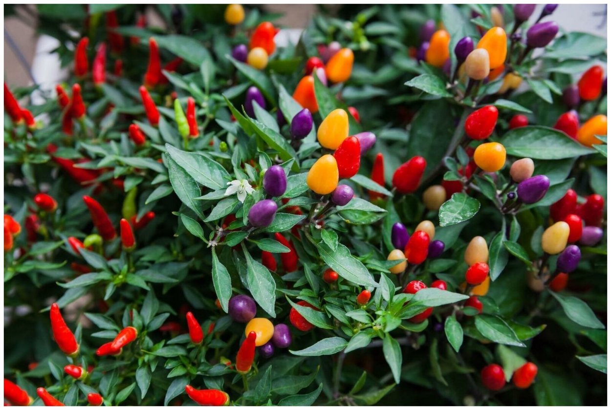 Декоративный перец капсикум