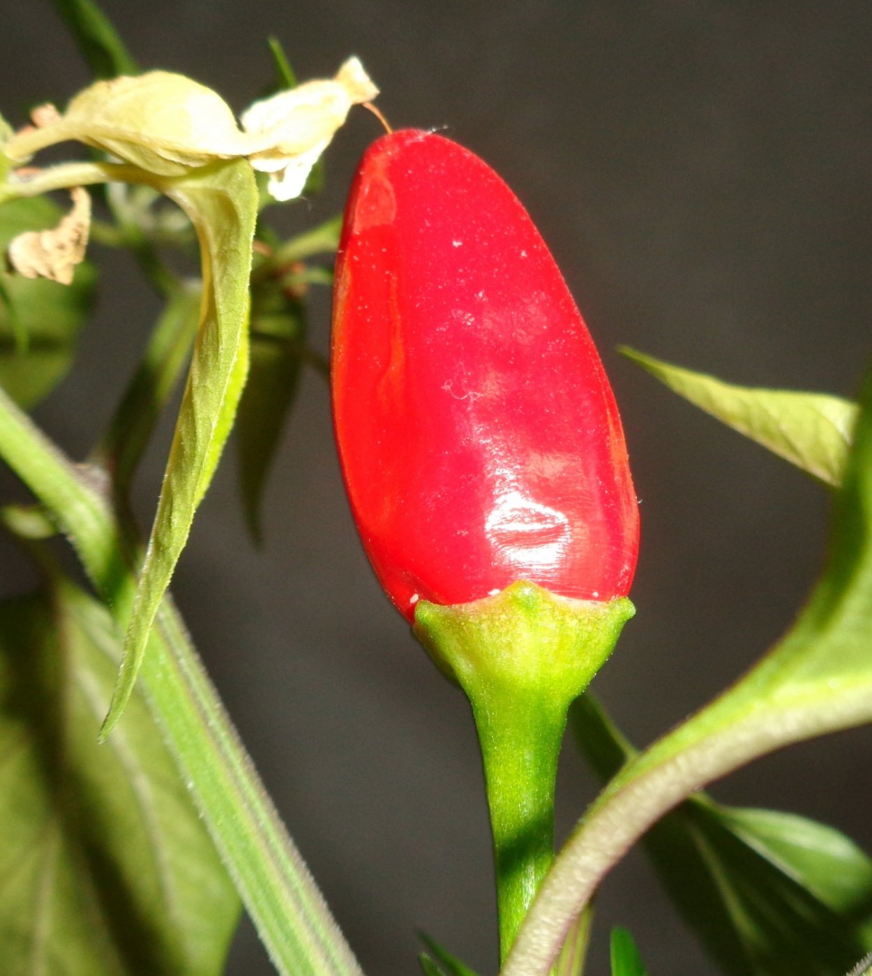 Перец огонек ~ 150г