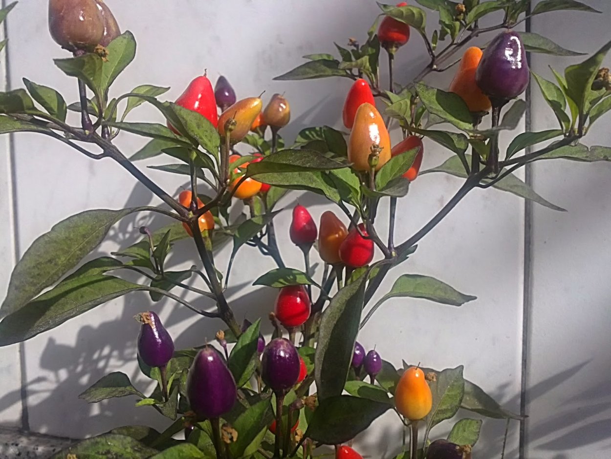 Перец кустарниковый огонек