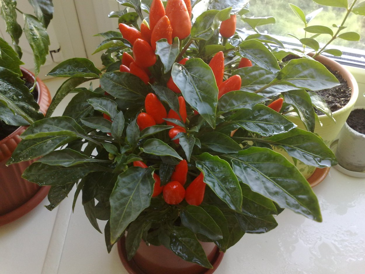 Комнатный перец Garaga