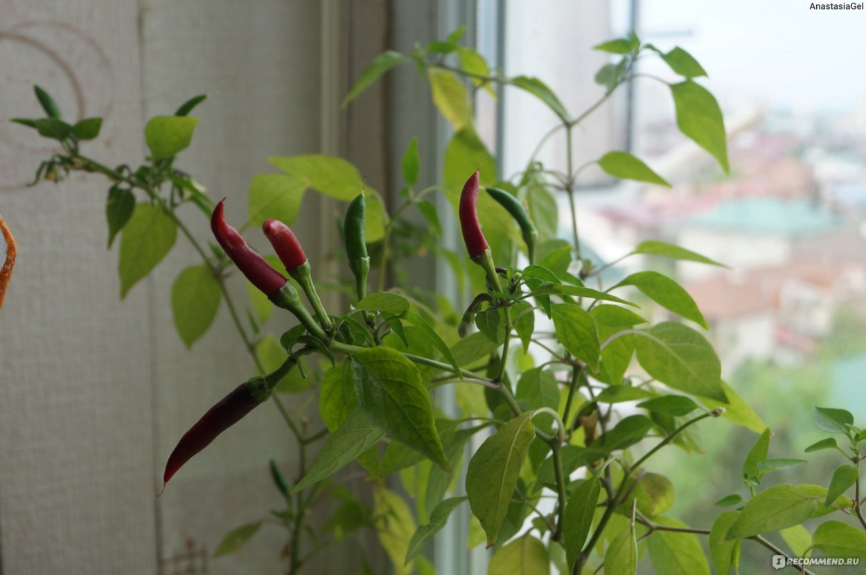 Перец огонек ~ 150г