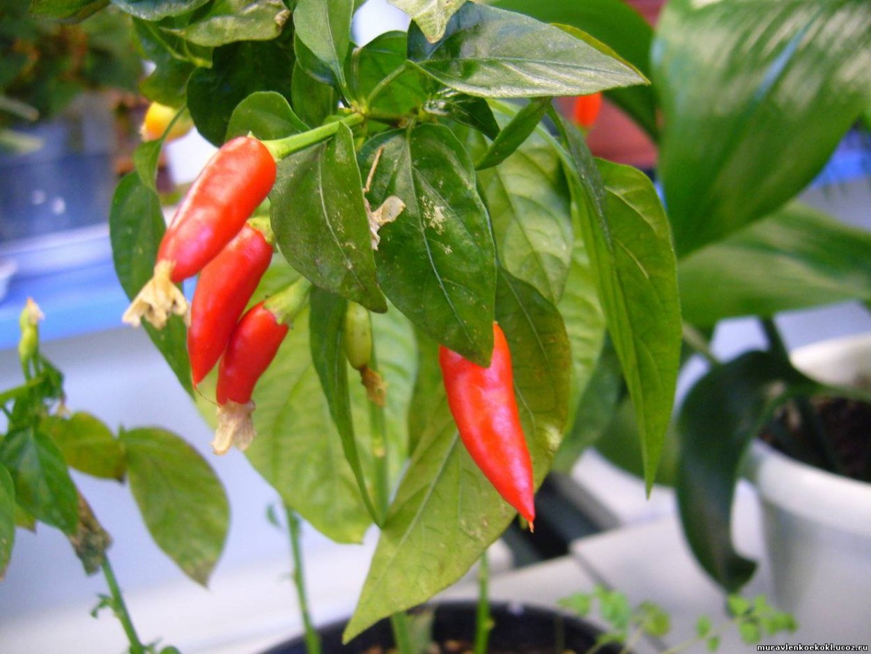 Горький перец огонек