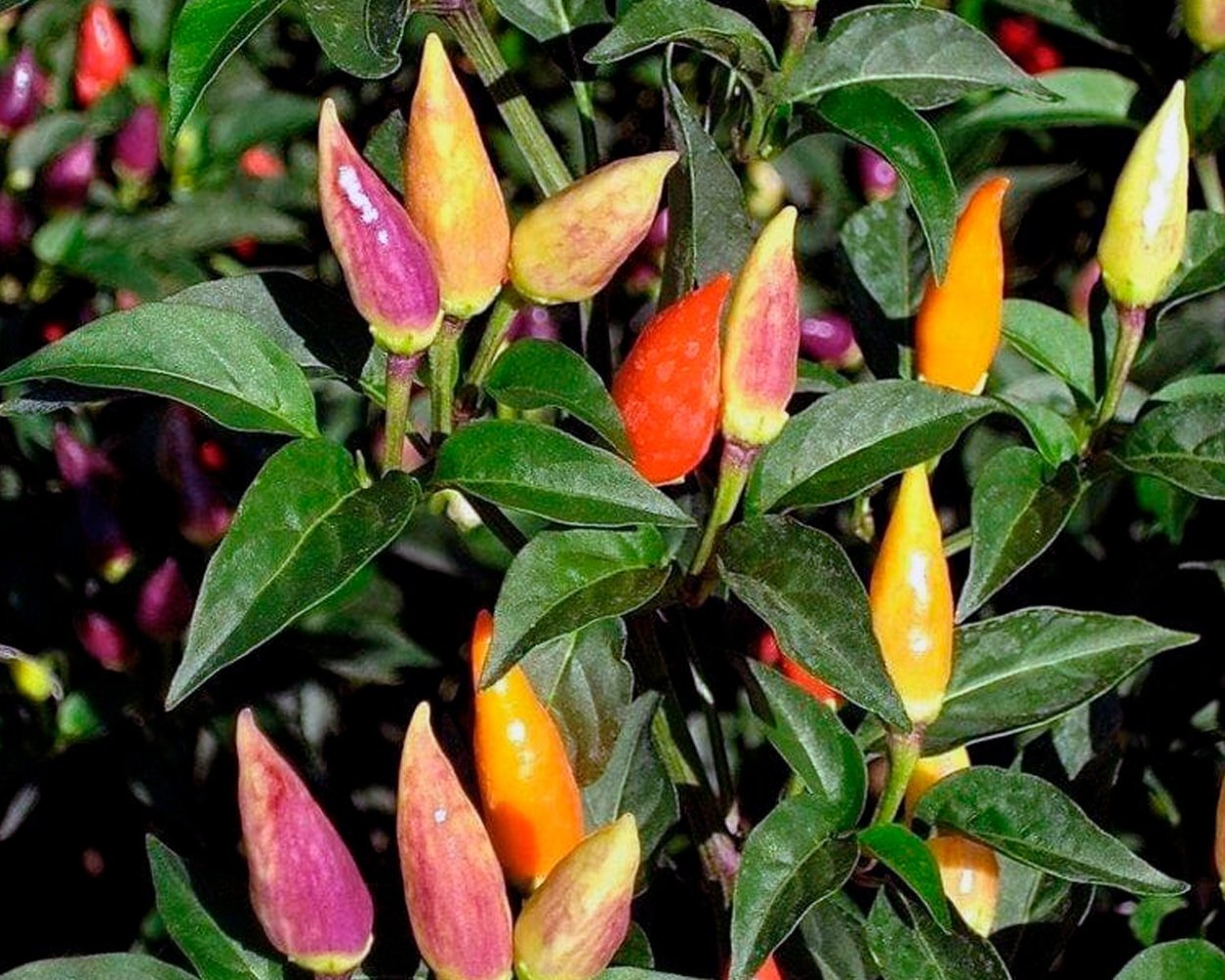 Перец декоративный Филиус Блю