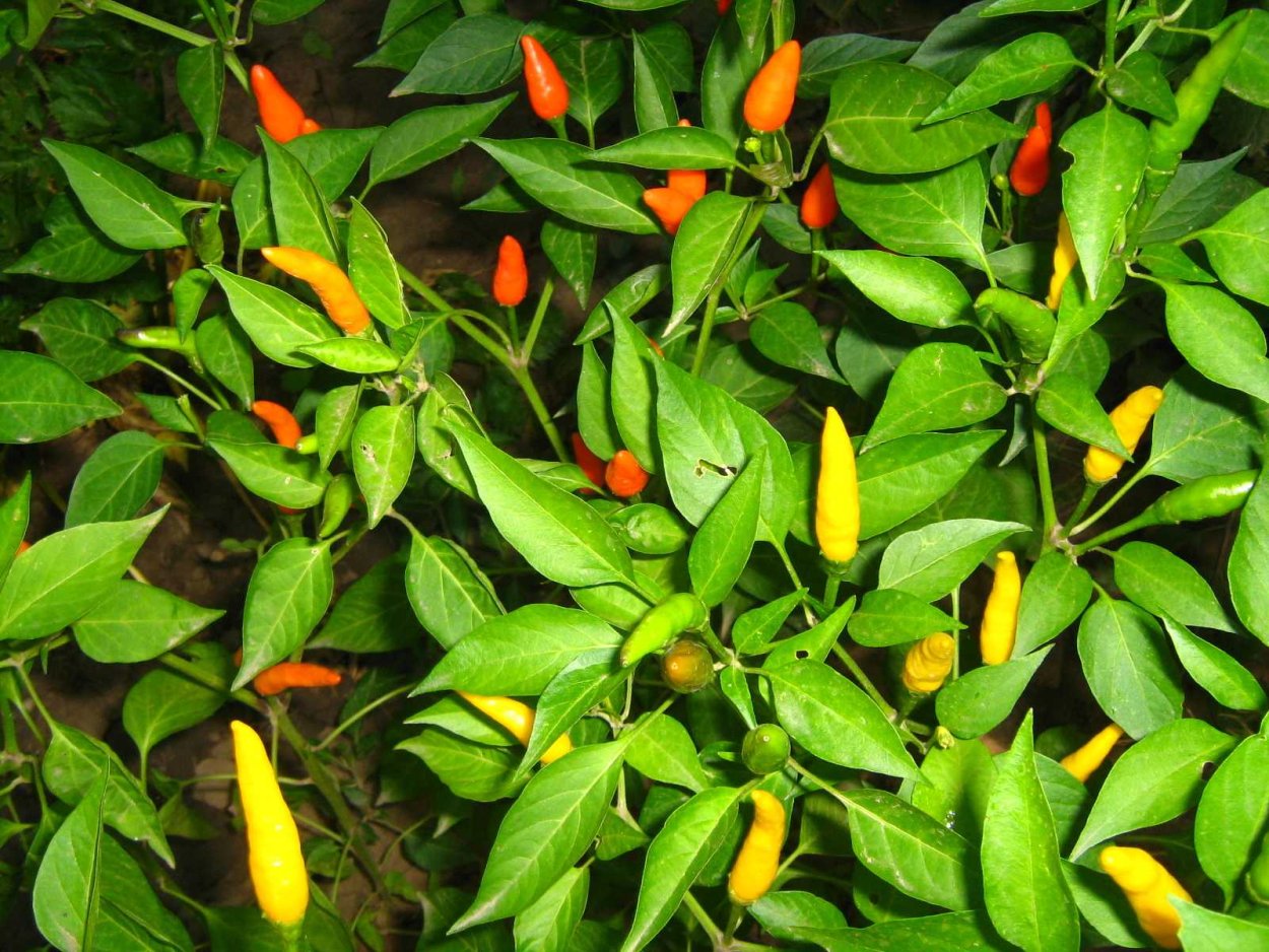 Перец огонек куст