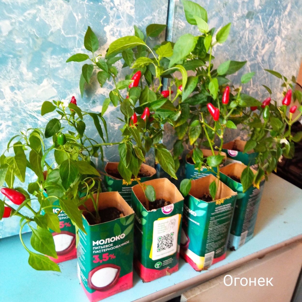 Венгерский огонек