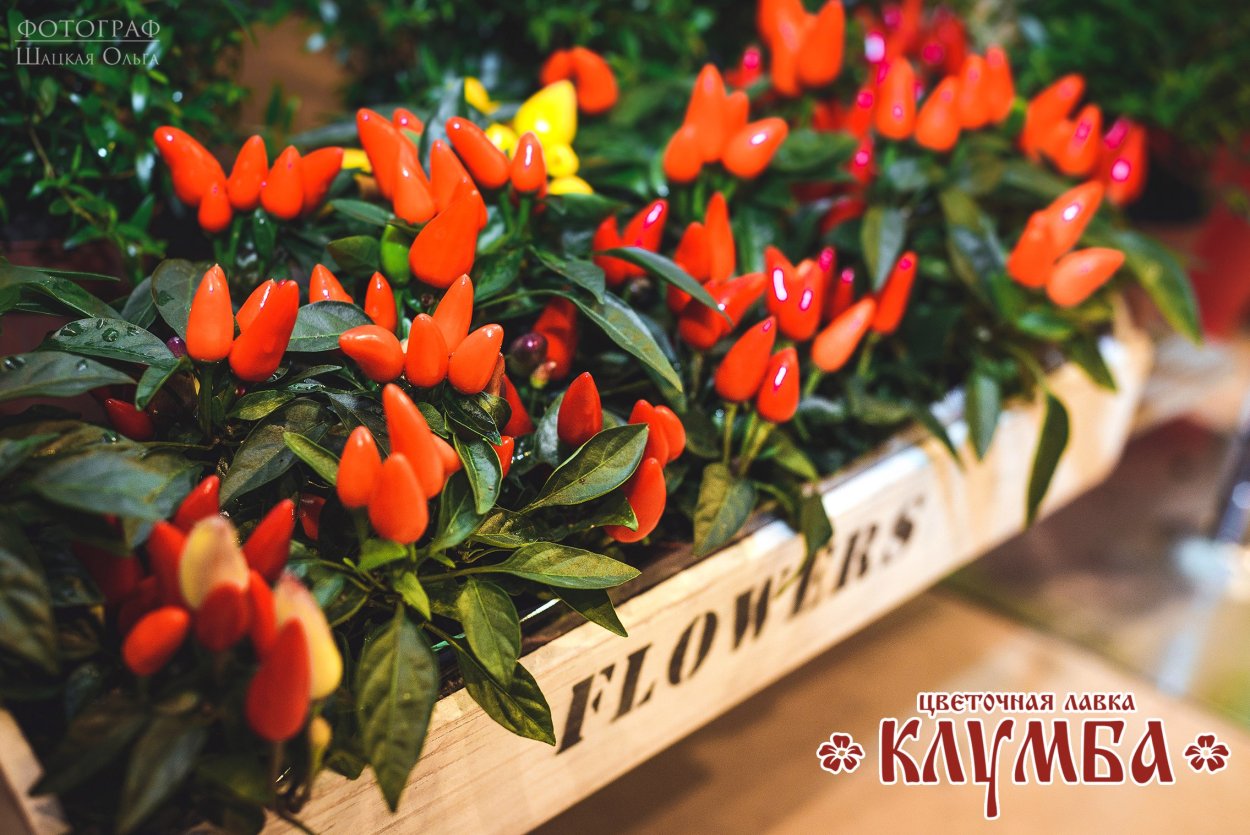 Цветной декоративный перец декоративный