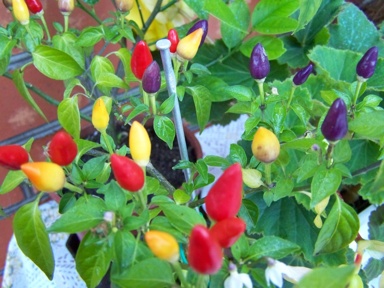 Перец кустарниковый алладин