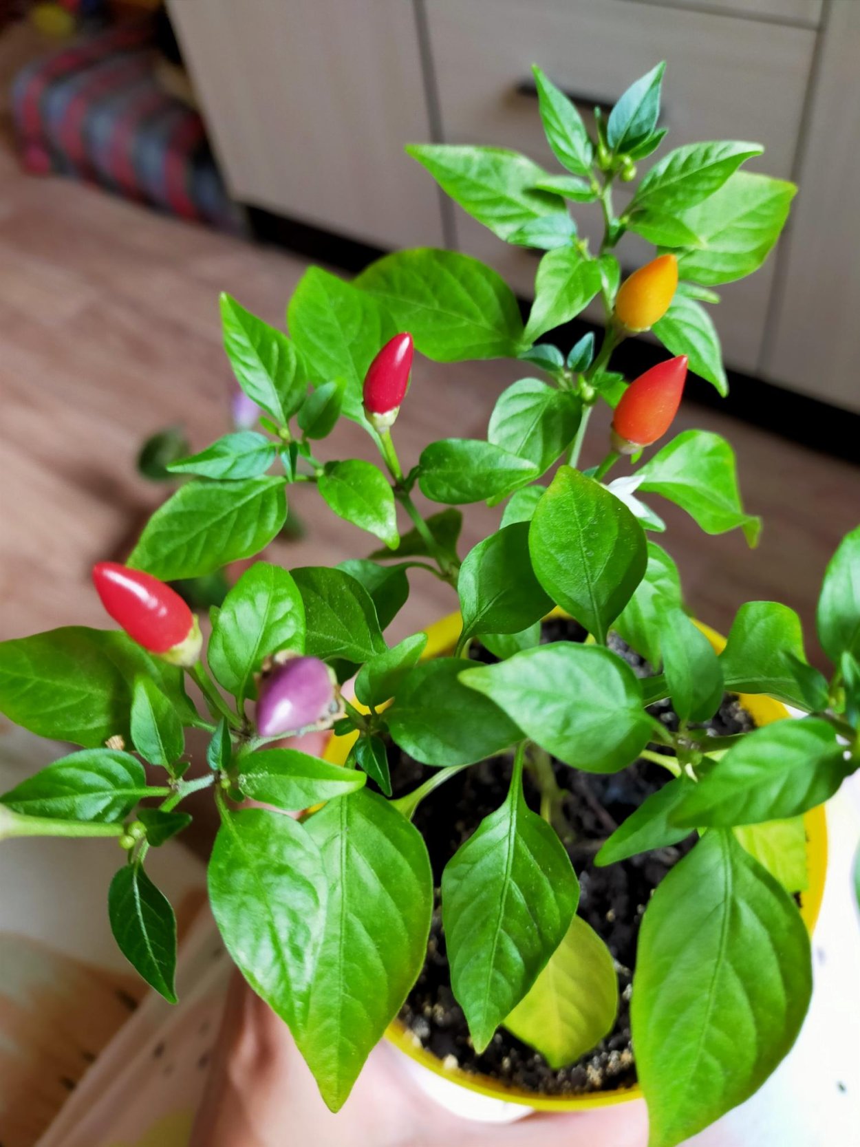 Перец многолетний комнатный