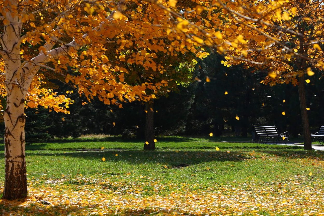 Осенний листопад