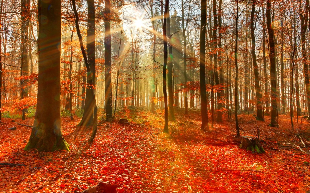 Поздняя осень в лесу