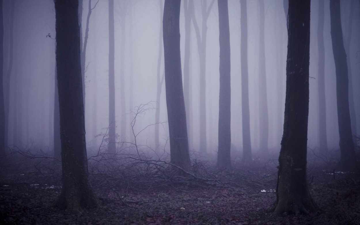 Лес в тумане