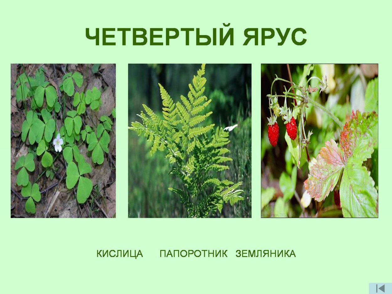 Кислица ярус леса
