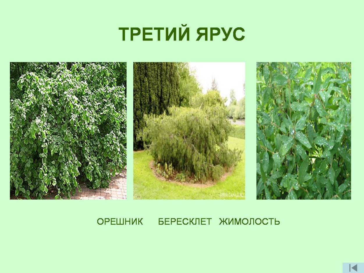 Боярышник ярус леса
