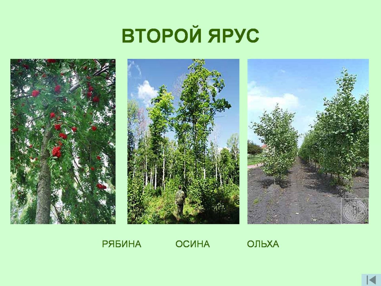 Вяз ярус леса