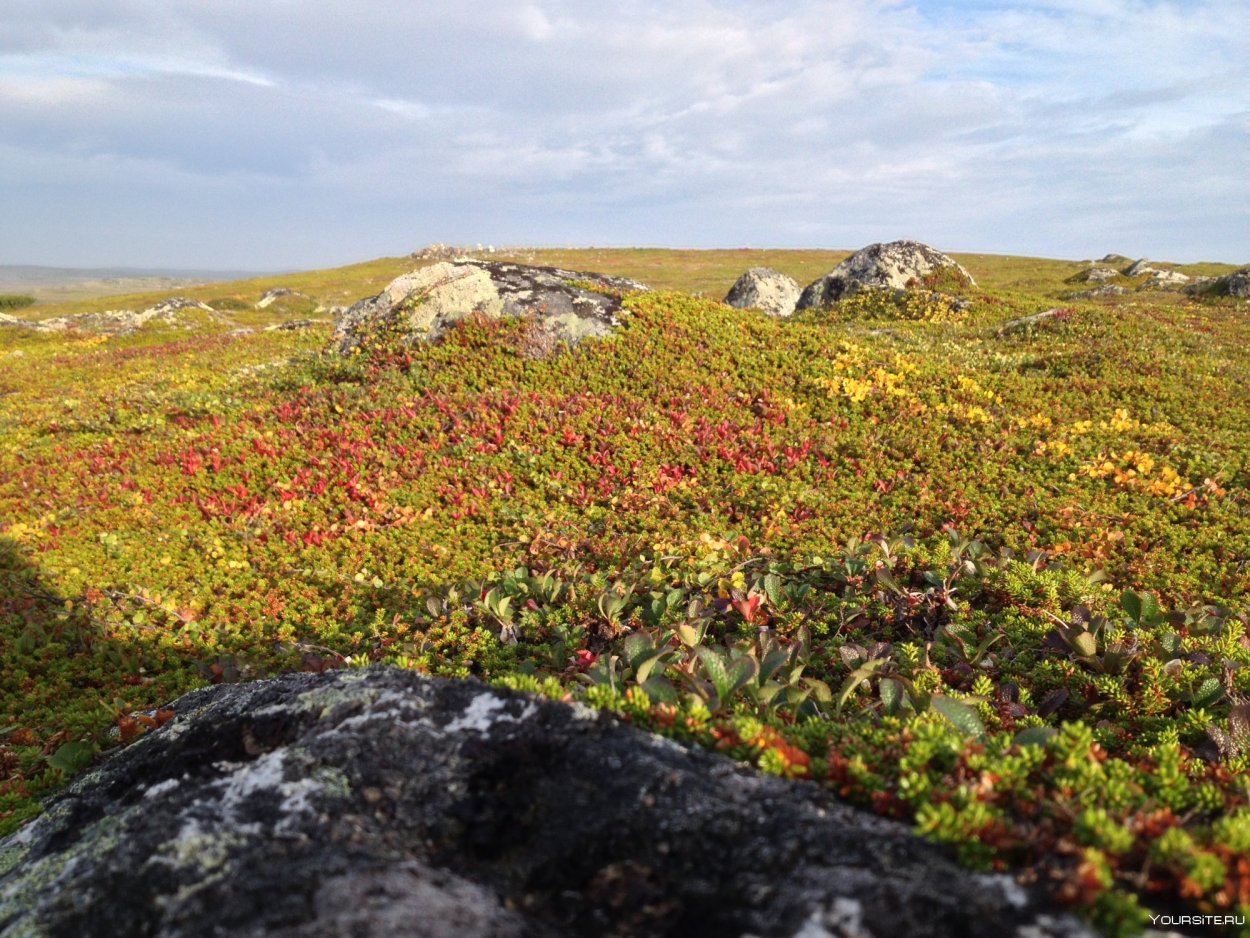 Большеземельская тундра