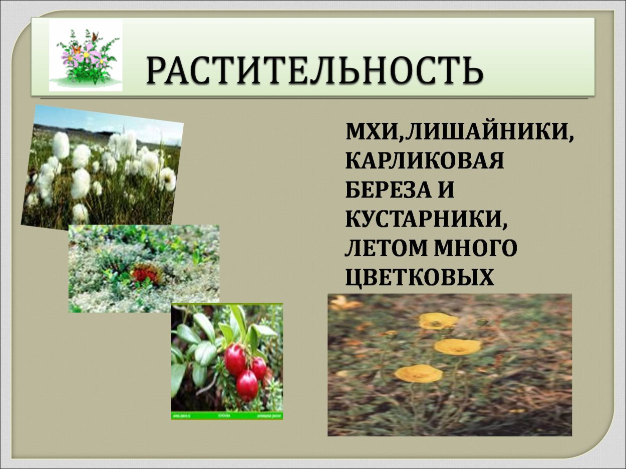 Растительность лесотундры