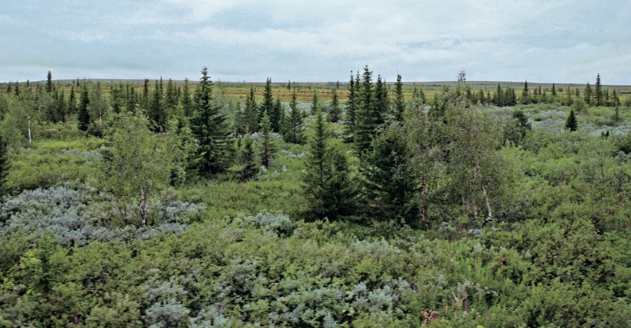 Крупнобугристый Торфяник