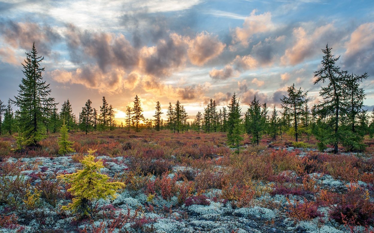 Тундра Ненецкий автономный округ