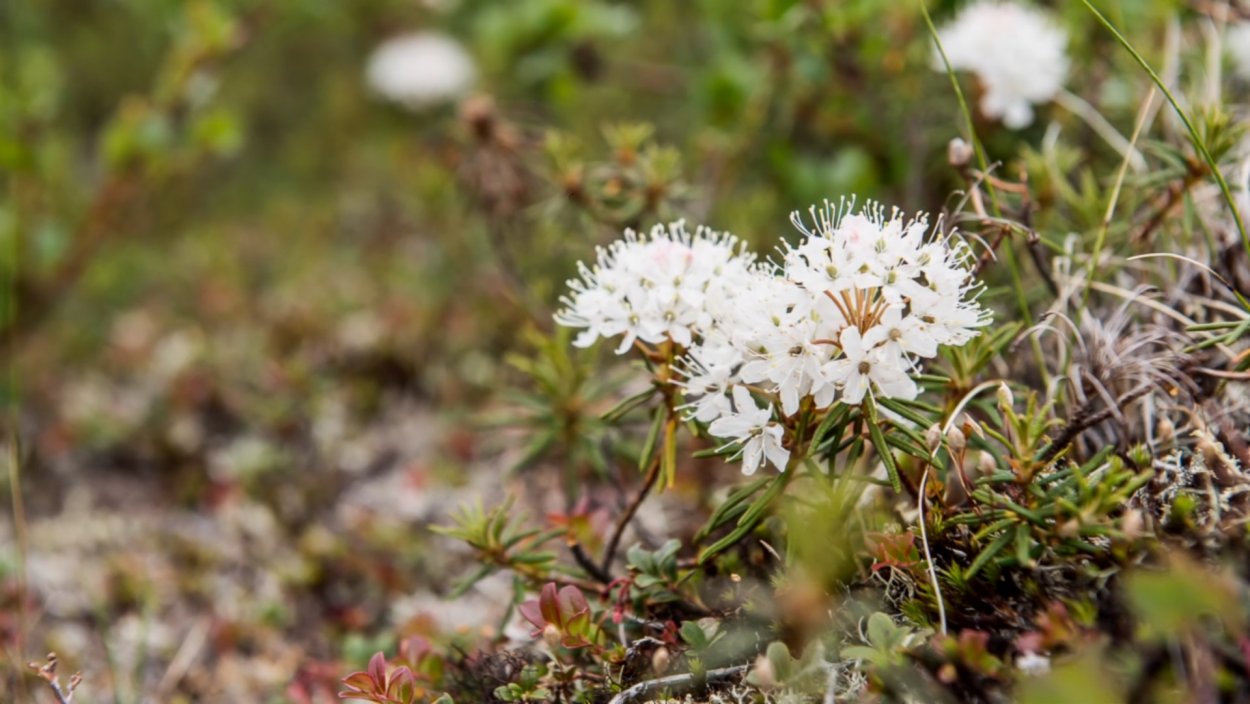 Багульник Тундровый