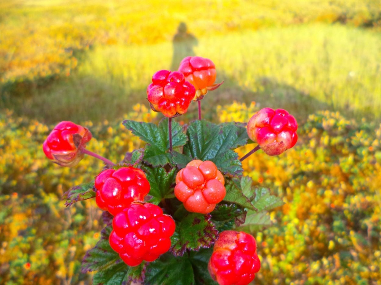 Морошка кустарник