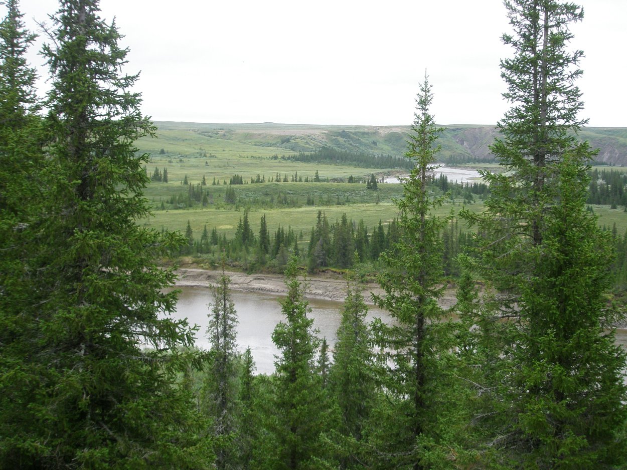 Ненецкий автономный округ Тайга