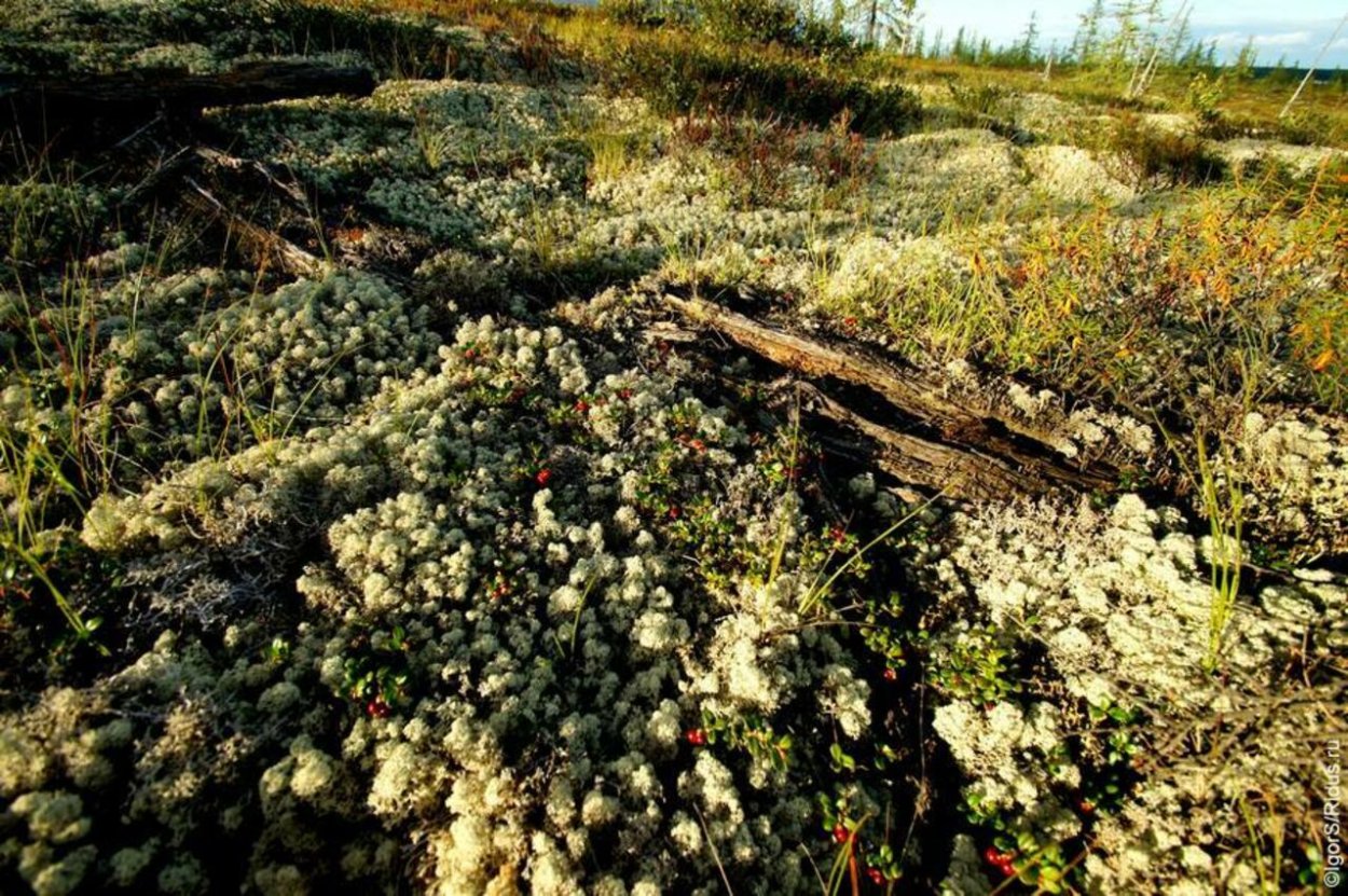 Таймырский заповедник в тундре