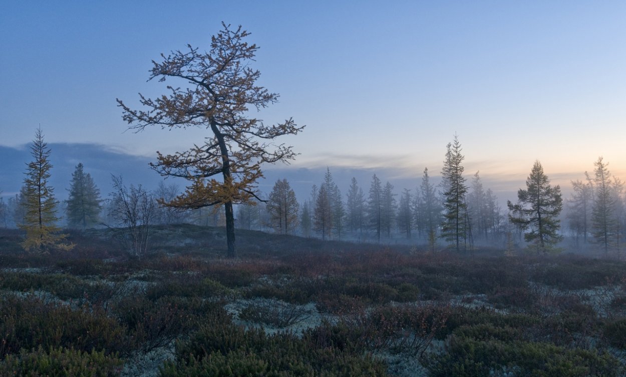 Хвойный лес тундра