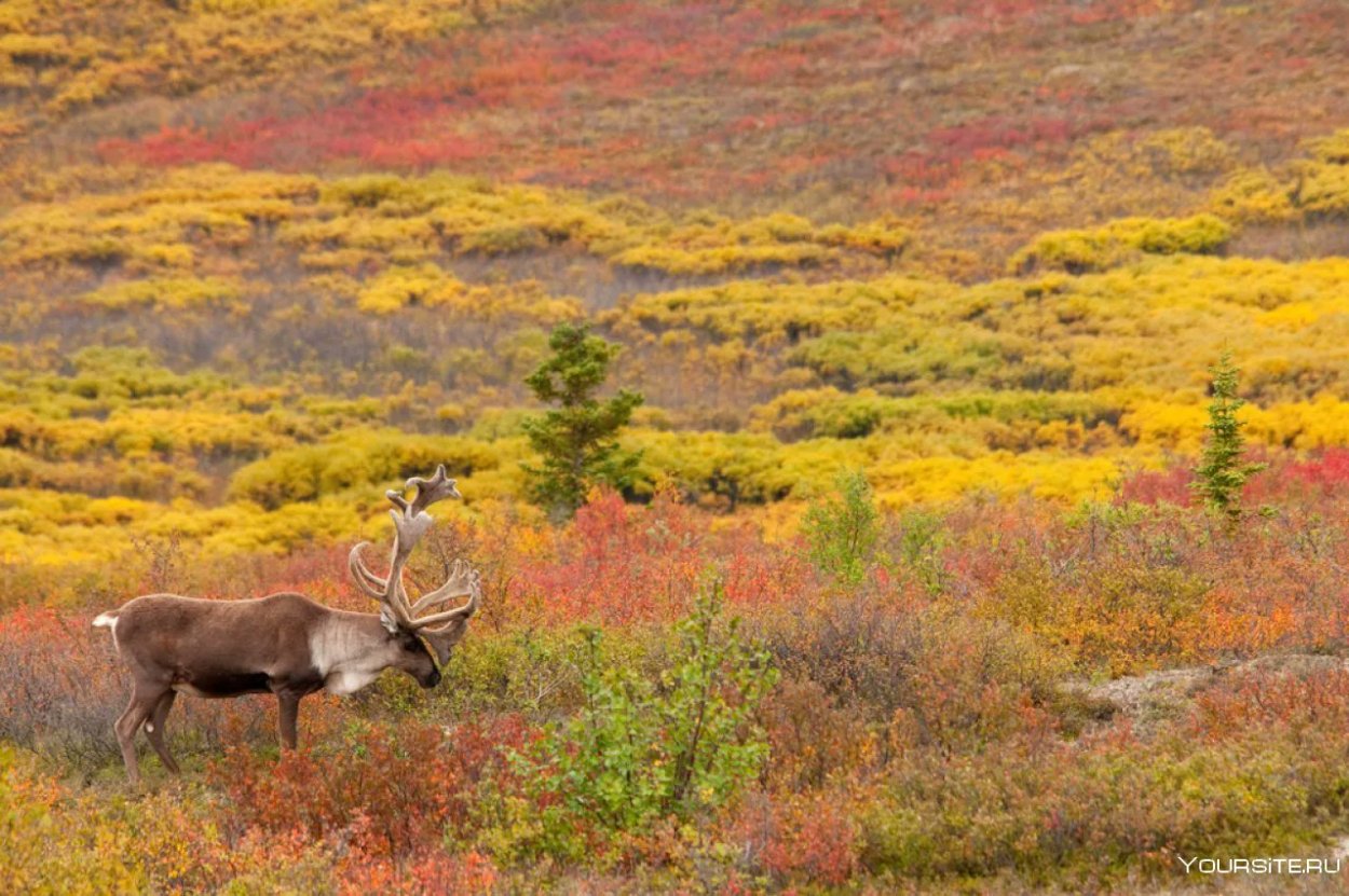 Арктическая пустыня тундра лесотундра