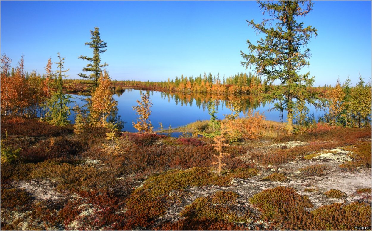 Тайга, лесотундра , тундра Республики Коми