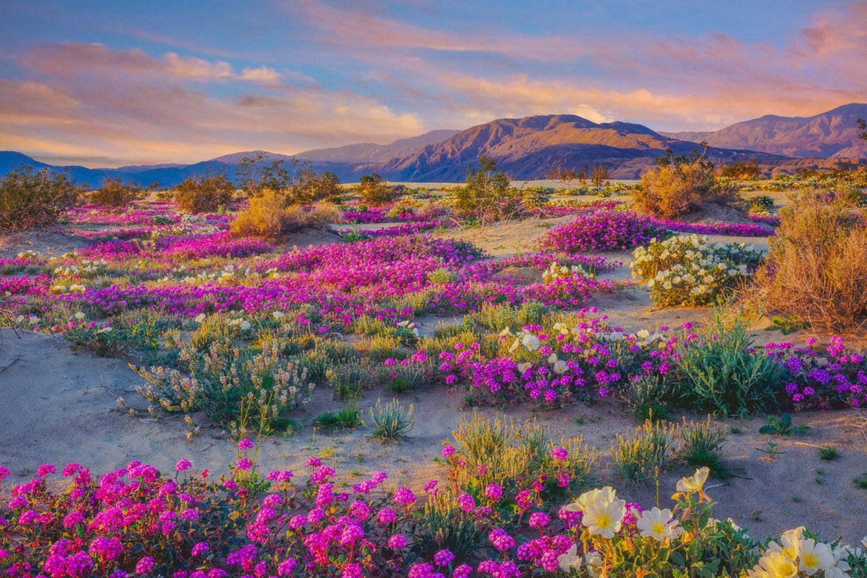 Цветущая пустыня