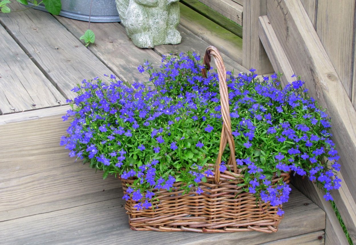 Лобелия бордюрная