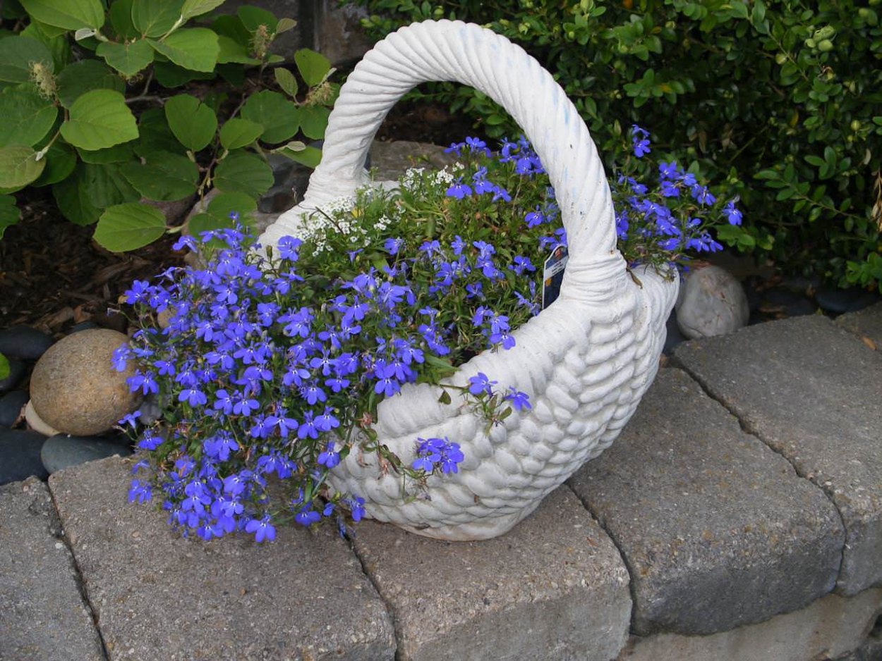 Клумбы с голубой лобелией