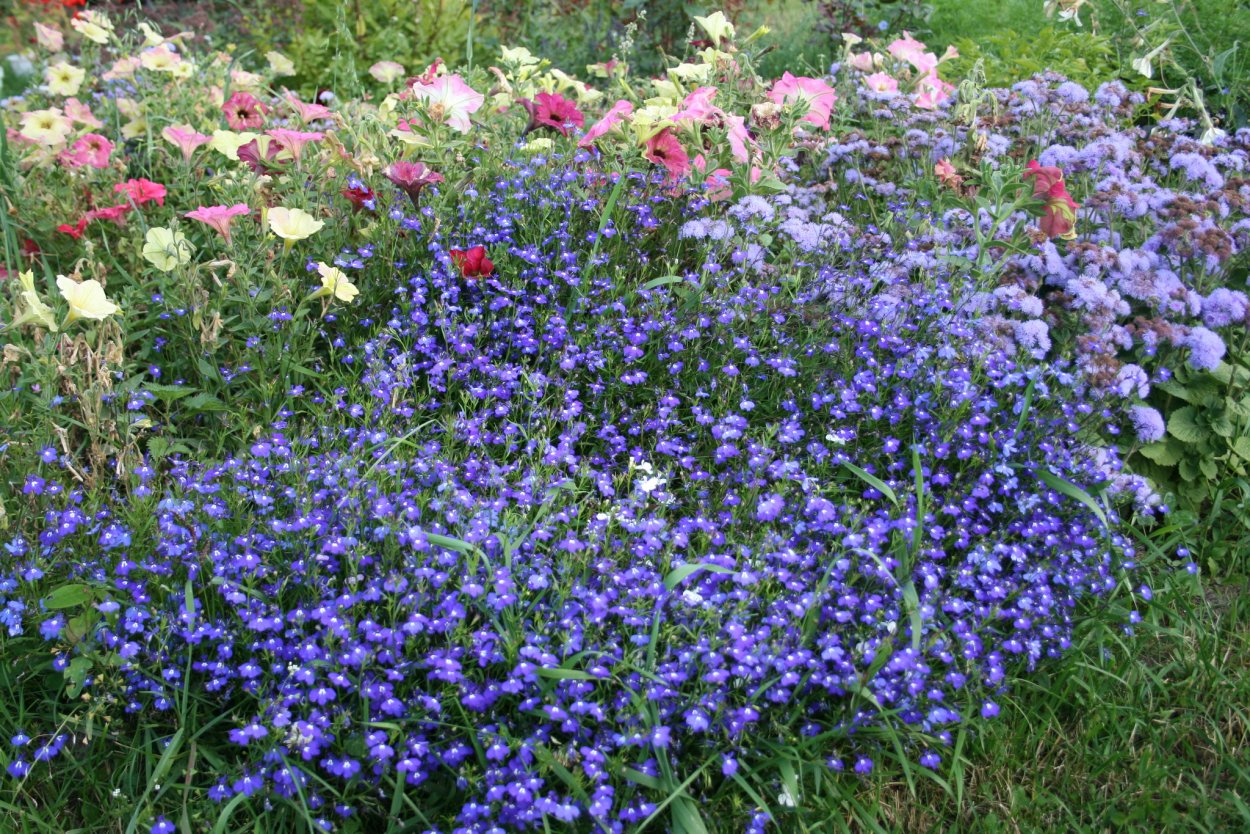 Агератум алиссум Вербена лобелия