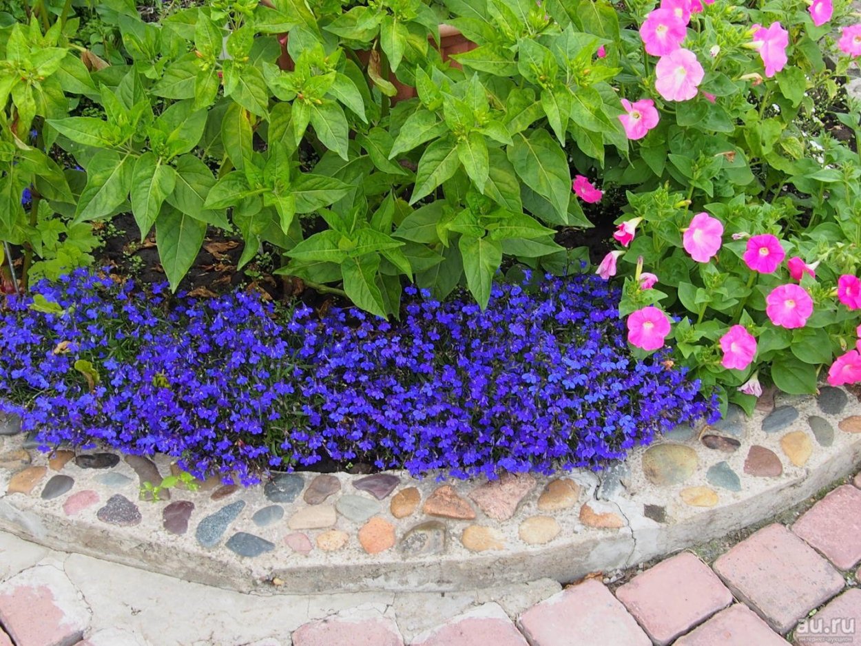 Лобелия бордюрная