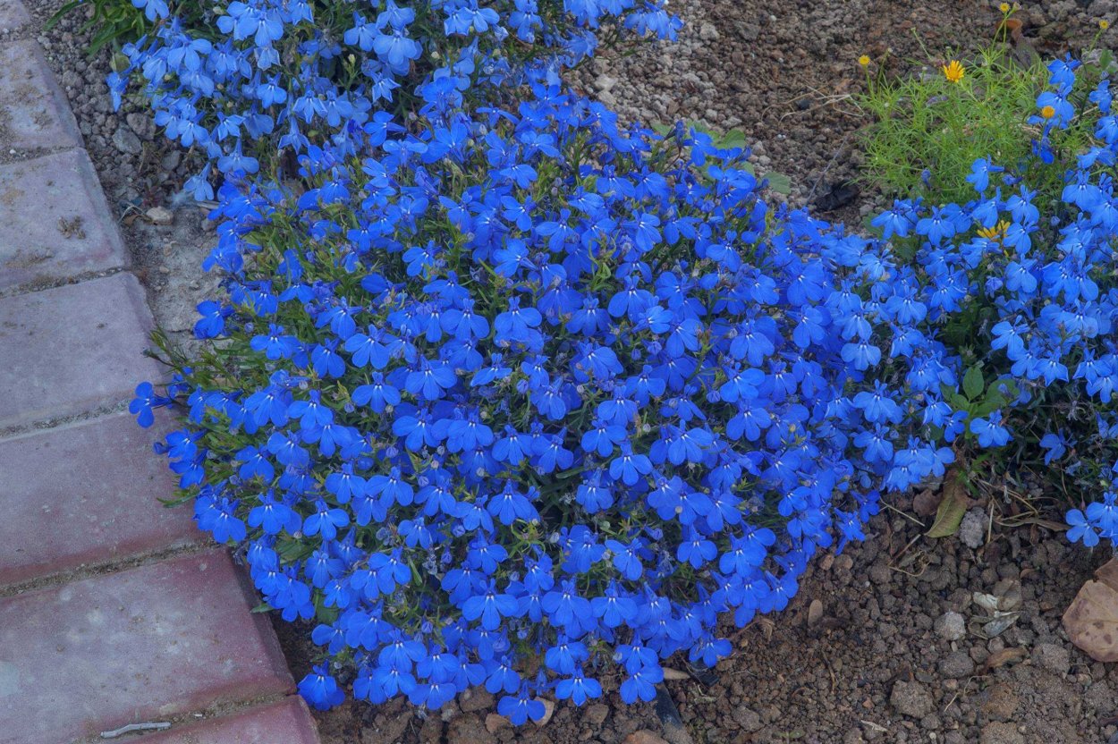 Лобелия эринус