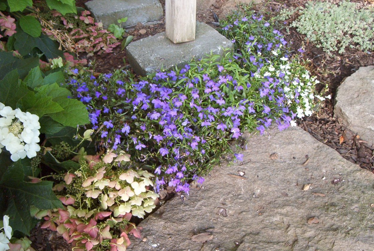 Лобелия в альпинарии