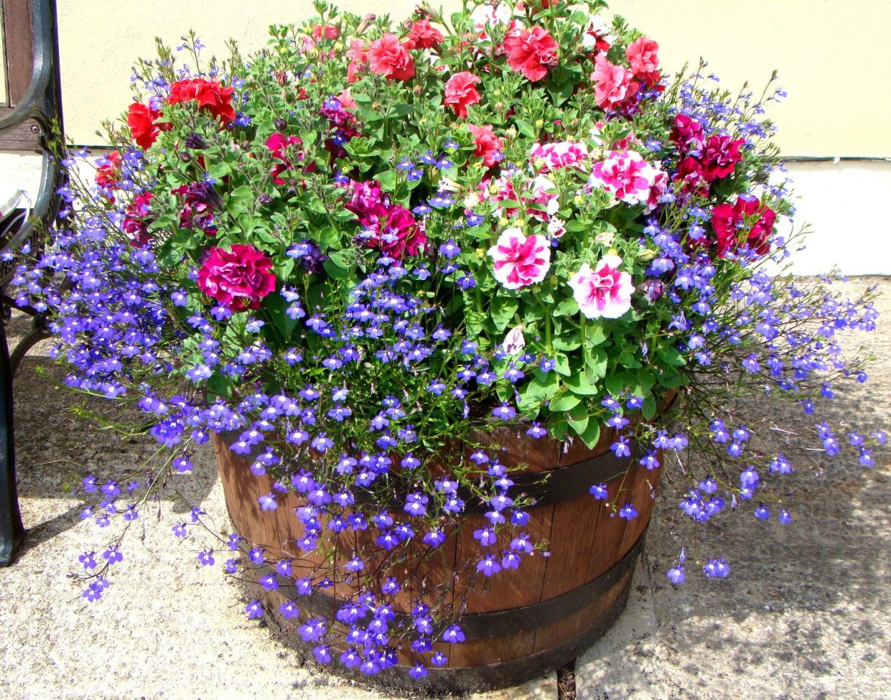 Петуния и лобелия