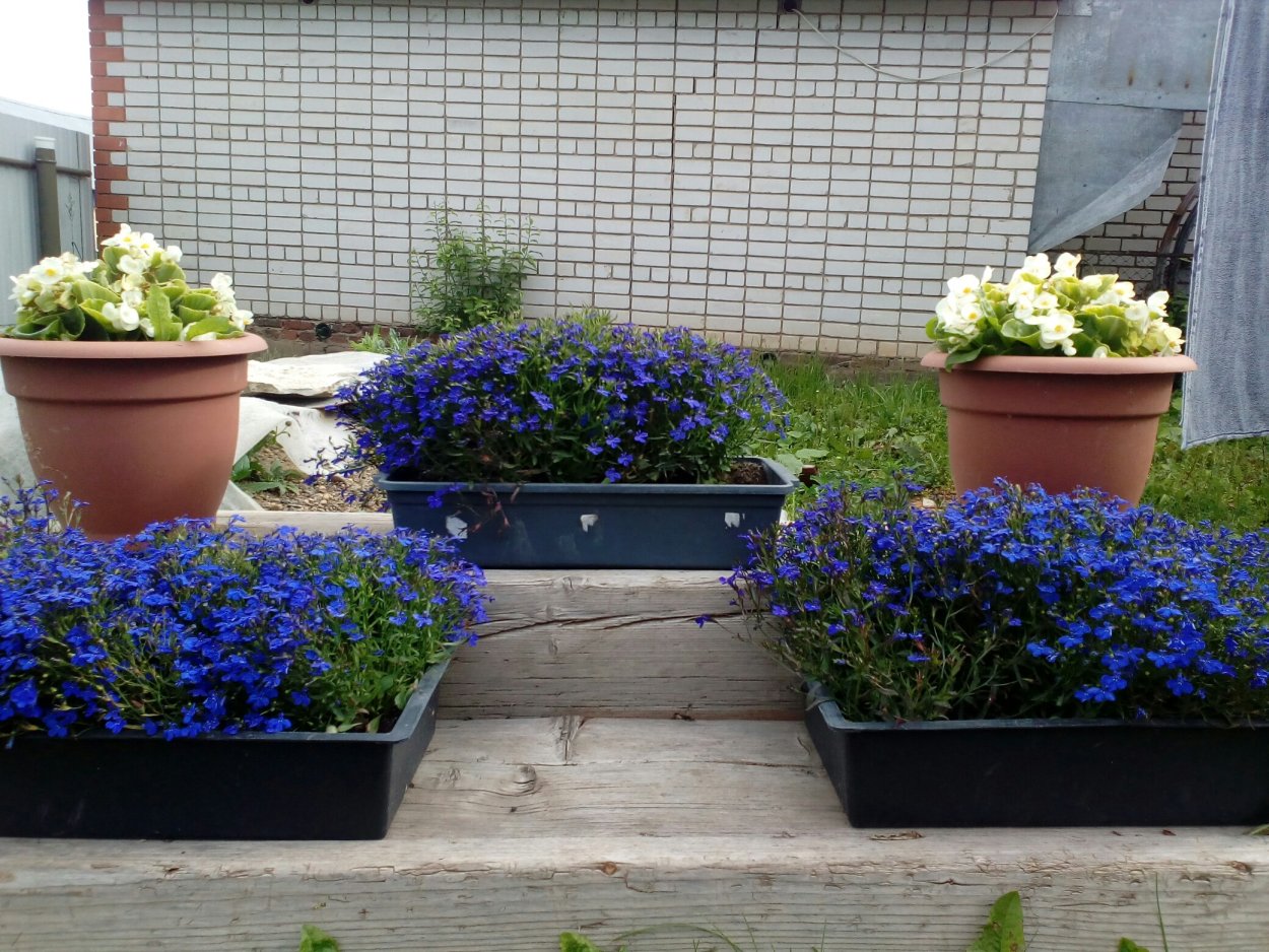 Сальвия агератум лобелия