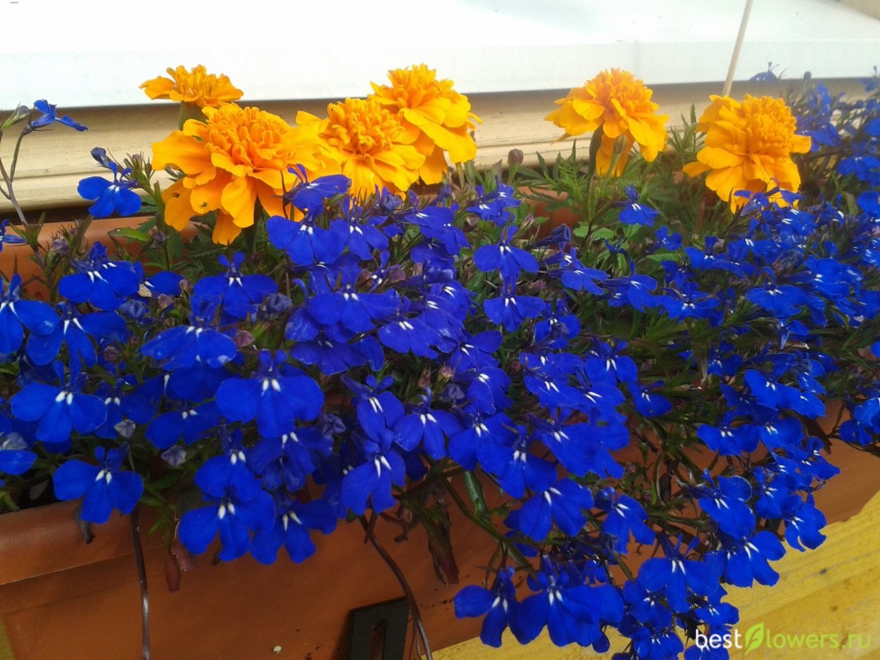 Лобелия с бархатцами