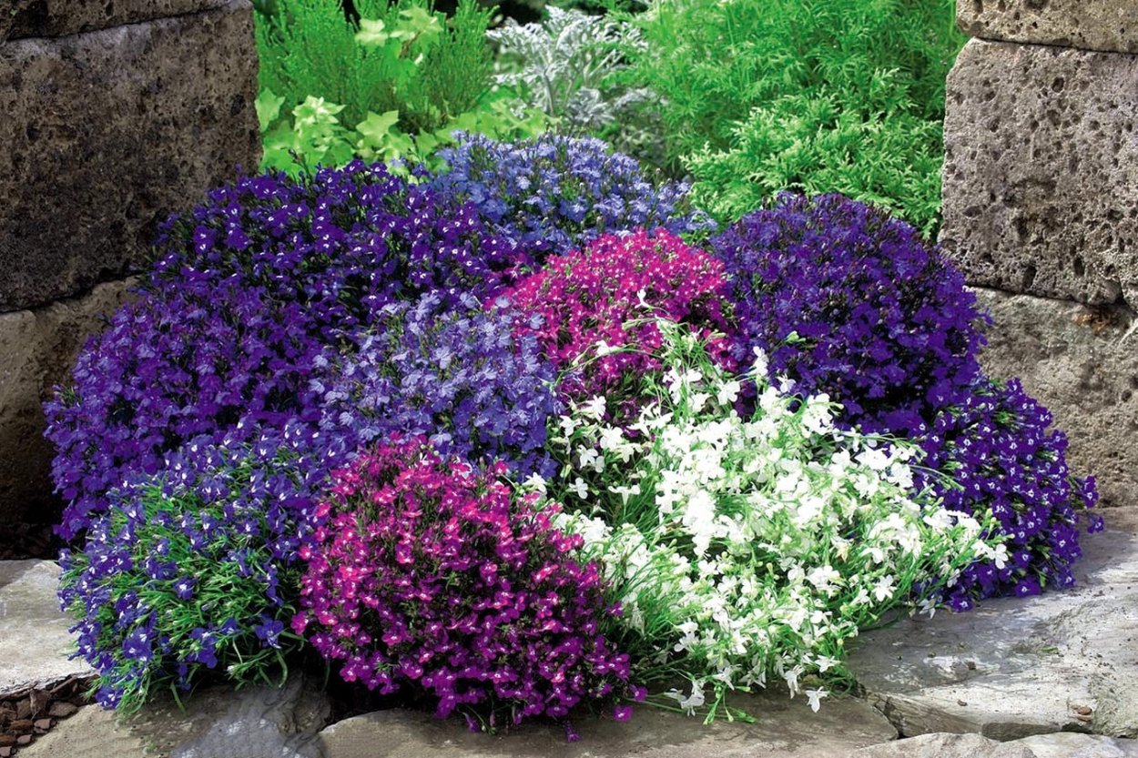 Лобелия микс