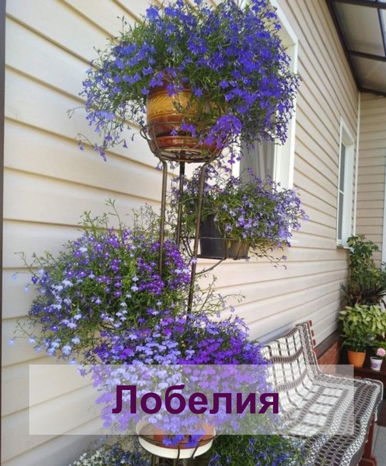 Лобелия ампельная в саду