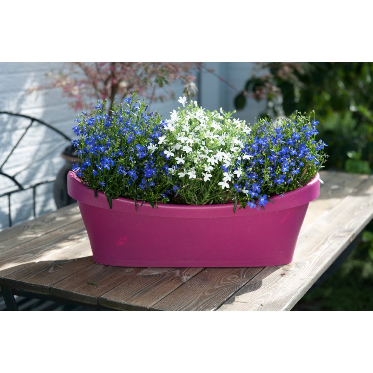 Лобелия ампельная регата Вайт