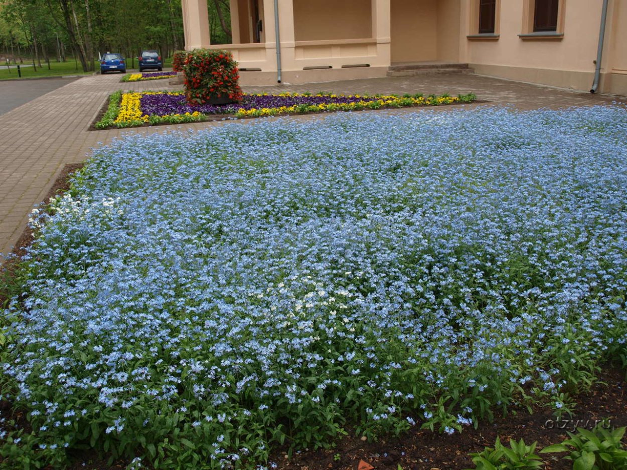 Агератум, Обриета, алиссум