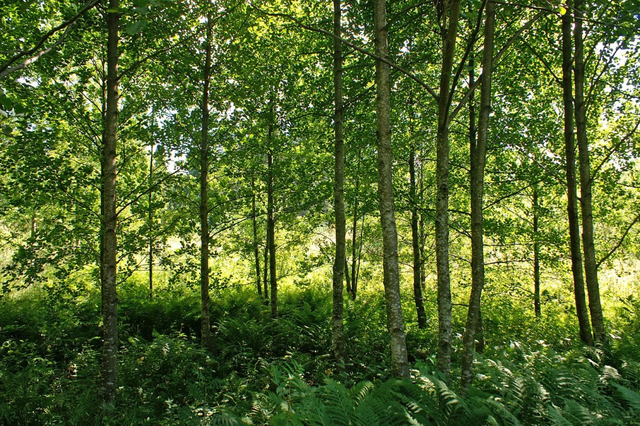 Ольховый лес