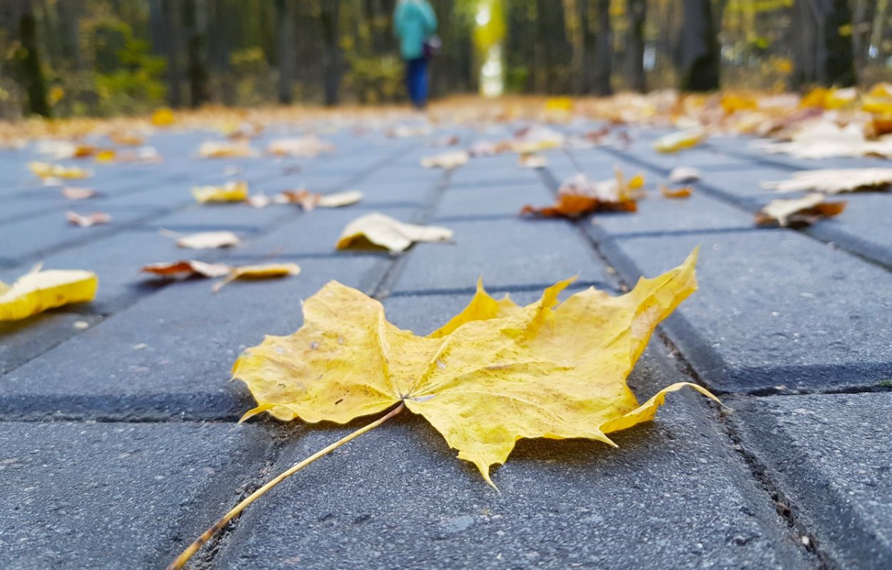 Пожухлый лист на тротуаре